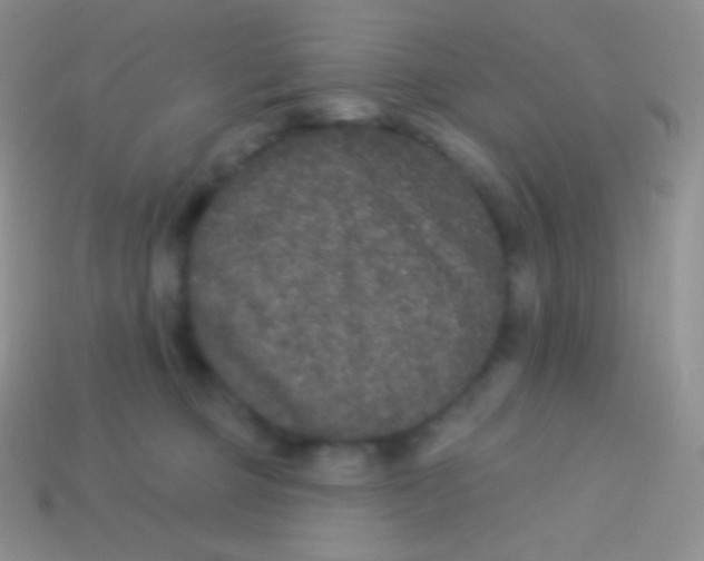 X0000113630373200910162021