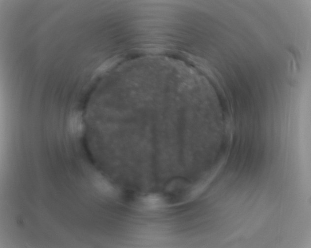 X0000113630383200910162021