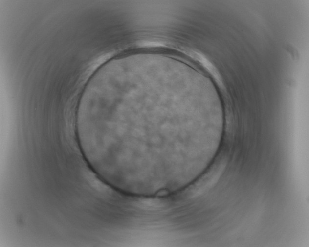 X0000113630385200910162020