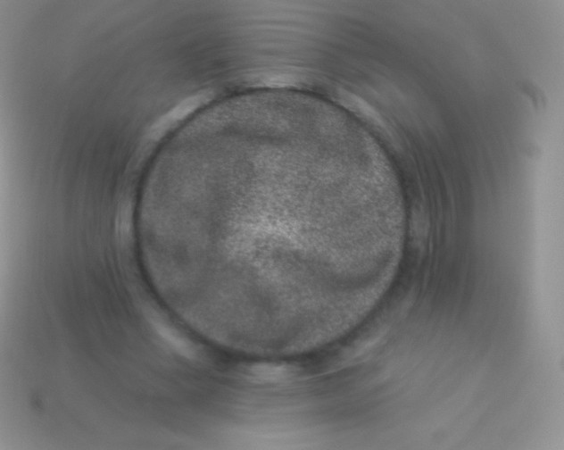 X0000113630394200910162020