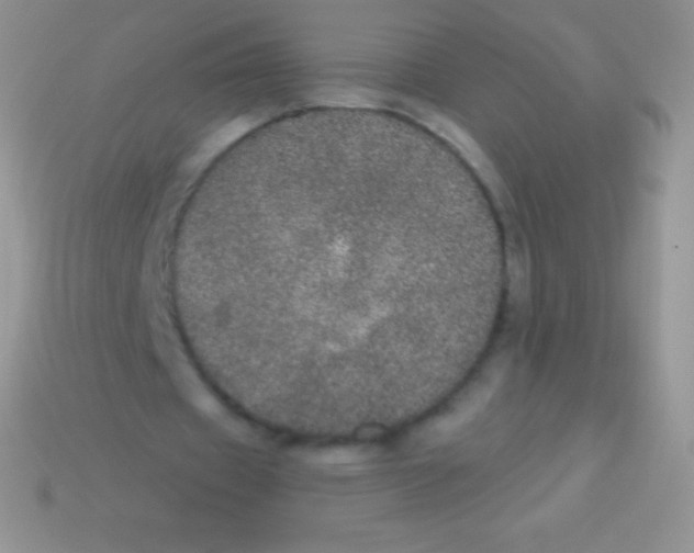 X0000113630433200910162019