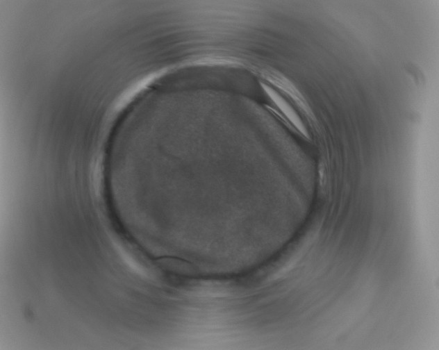 X0000113630436200910162019