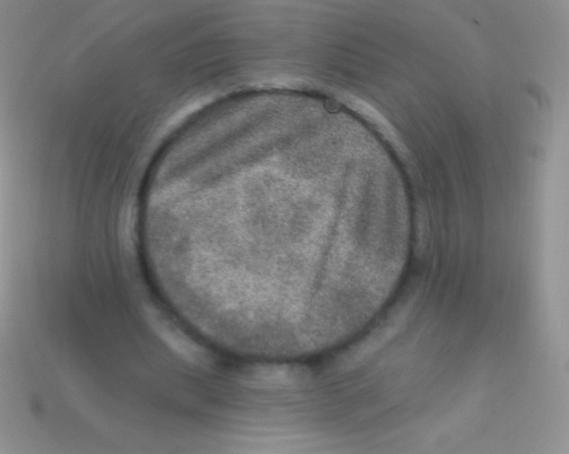 X0000113630439200910162019