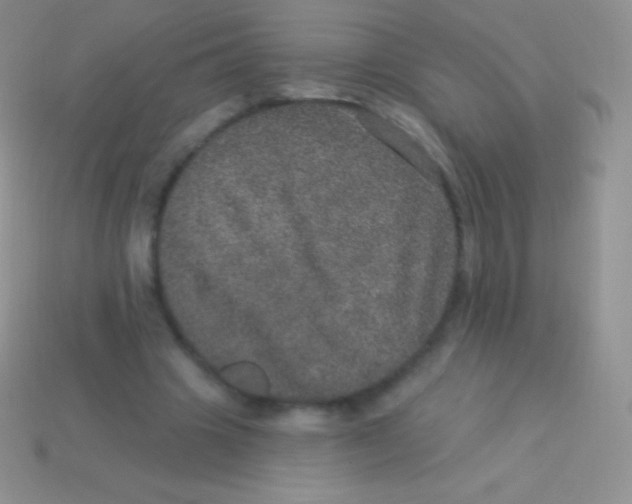 X0000113630441200910162019