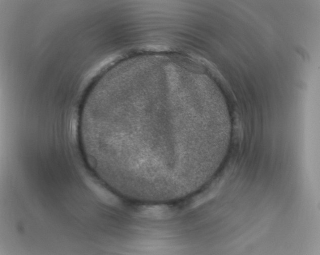 X0000113630446200910162019