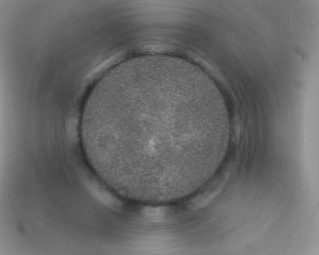 X0000113630450200910162019