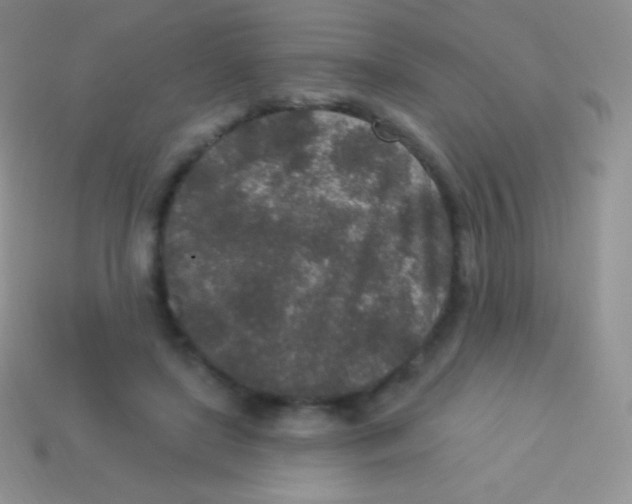 X0000113630451200910162019