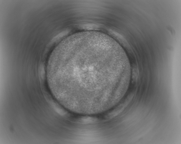 X0000113630453200910162019