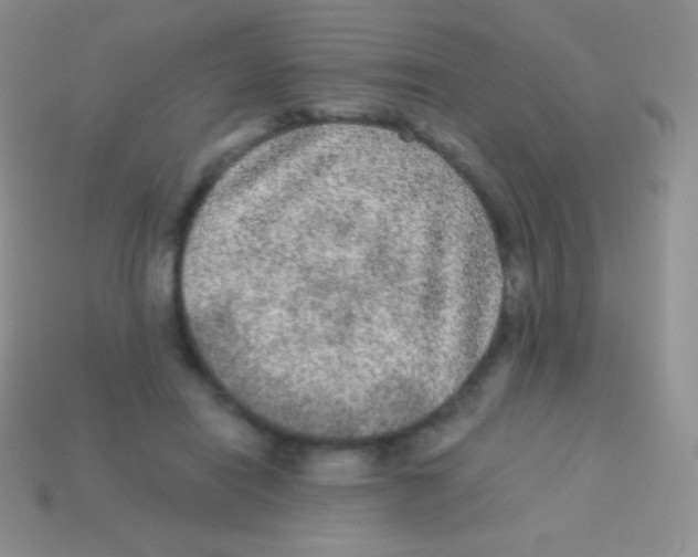 X0000113630454200910162019