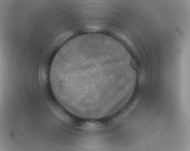 X0000113630455200910162019