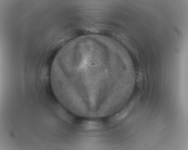 X0000113630466200910162019