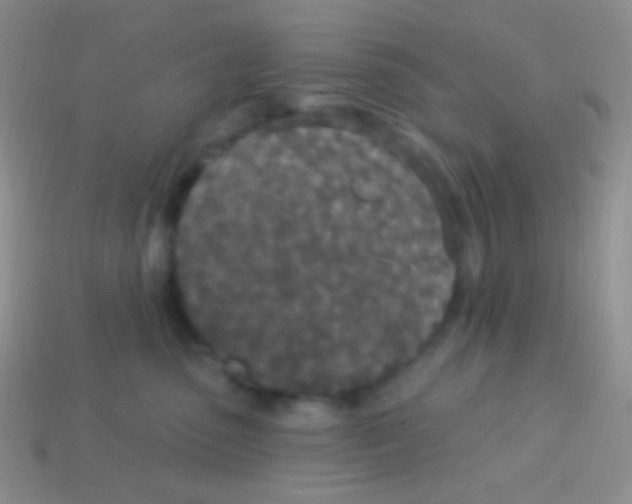 X0000113630475200910162020