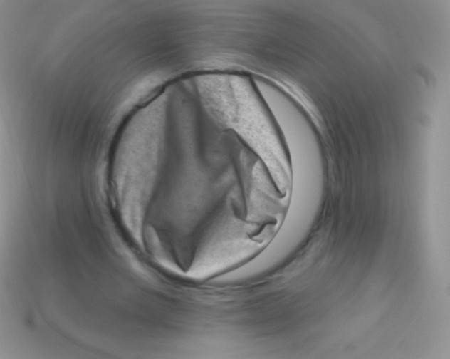 X0000113630485200910162019