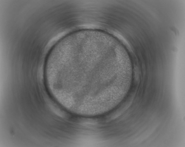 X0000113630486200910162019