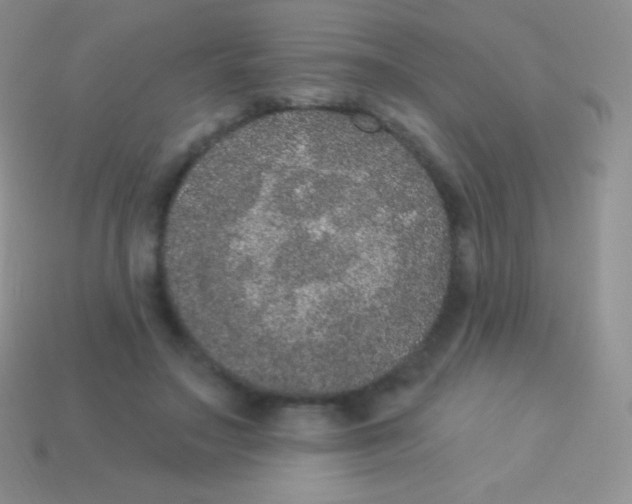 X0000113630499200910162019