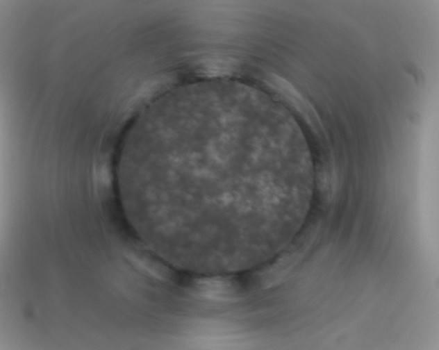 X0000113630516200910162019