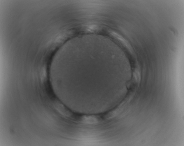 X0000113630520200910162019