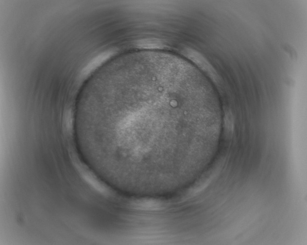 X0000113630533200910162018