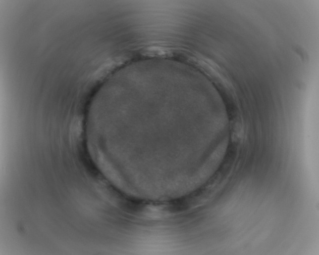 X0000113630560200910162018