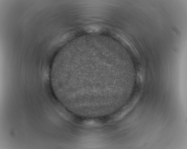 X0000113630561200910162018