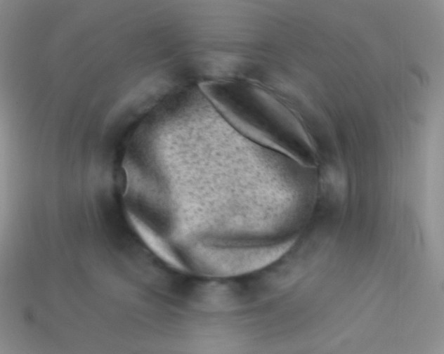 X0000113630566200910162018