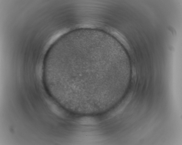 X0000113630578200910162018