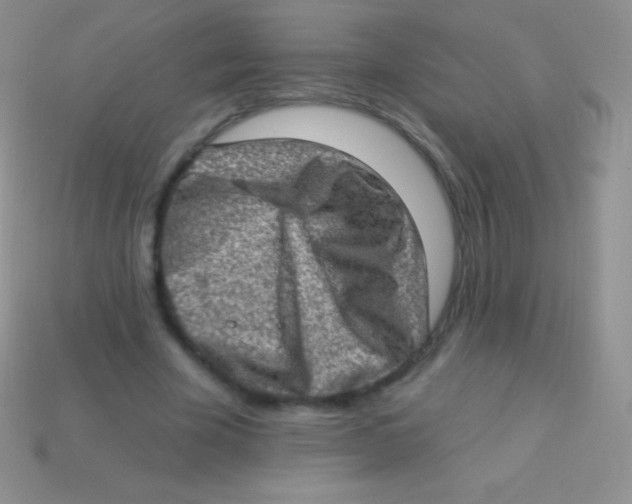 X0000113630585200910162018