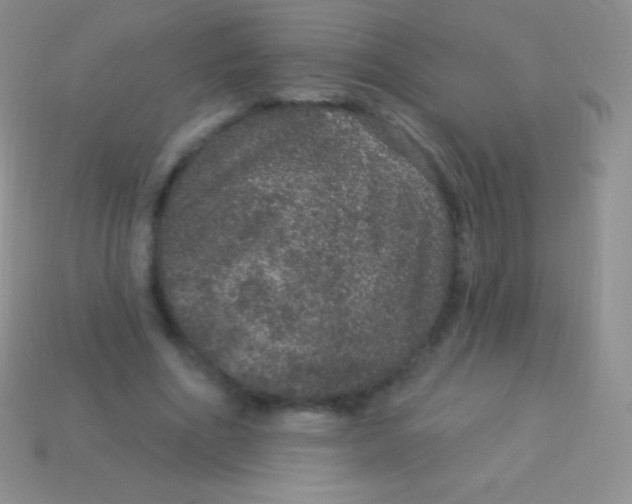 X0000113630586200910162018