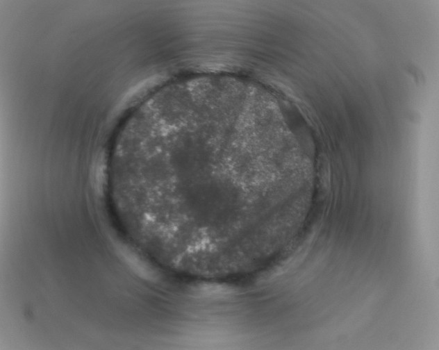 X0000113630590200910162018