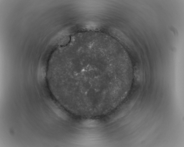 X0000113630593200910162018