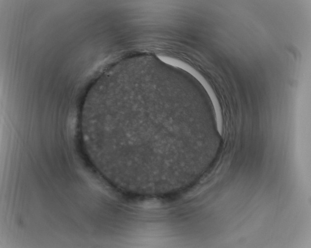 X0000113630600200910162017