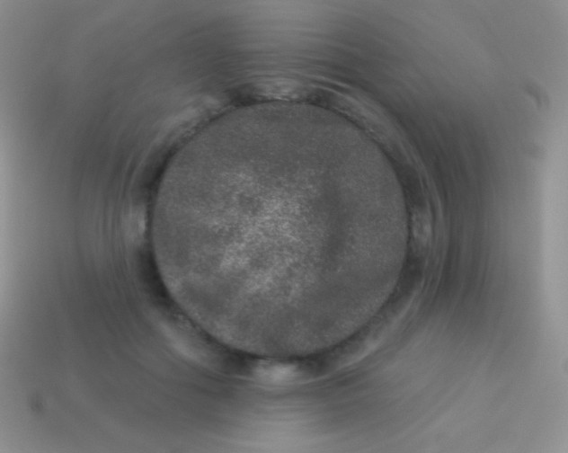 X0000113630602200910162017