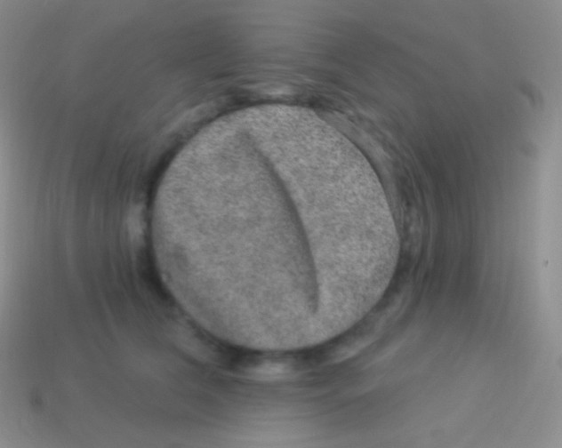 X0000113630612200910162017