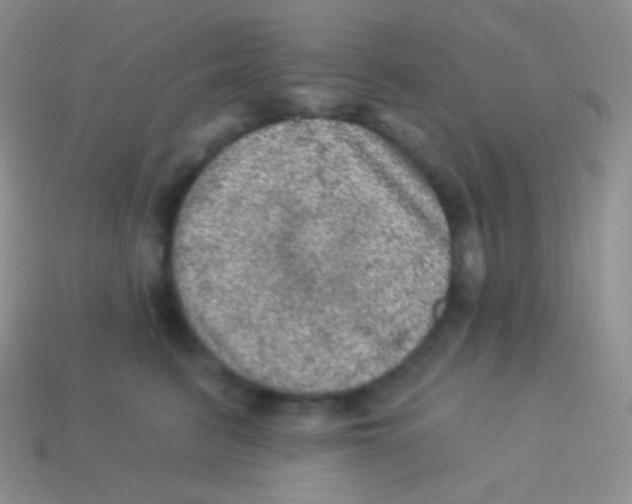 X0000113630615200910162017