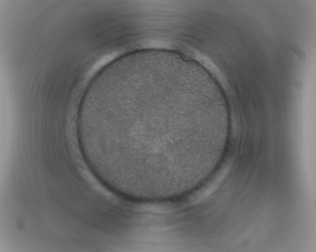 X0000113630625200910162016