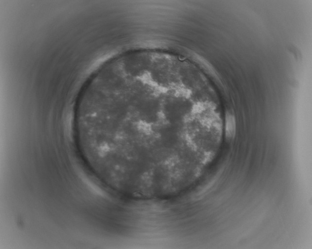 X0000113630627200910162016