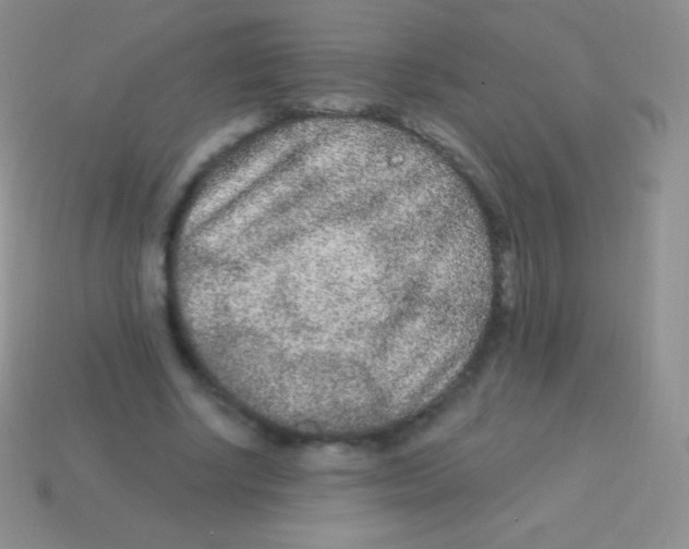 X0000113630634200910162017