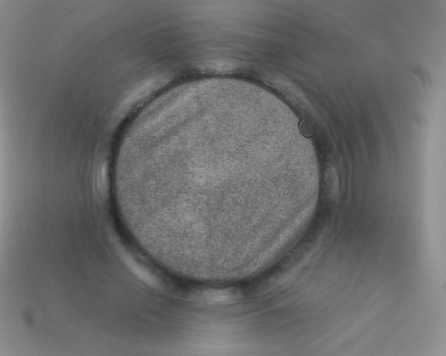 X0000113630638200910162017