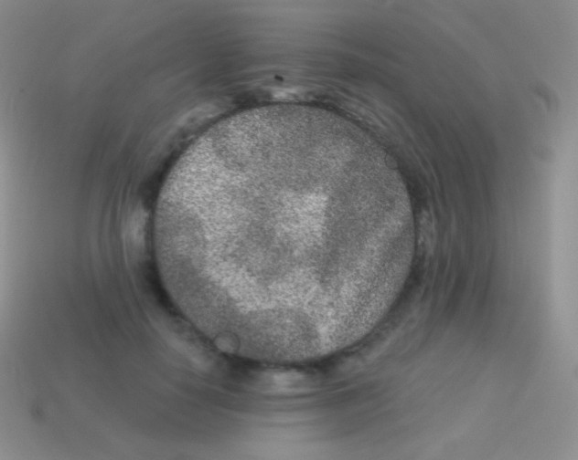 X0000113630650200910162017