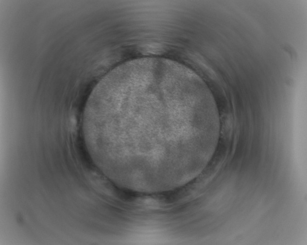 X0000113630655200910162017