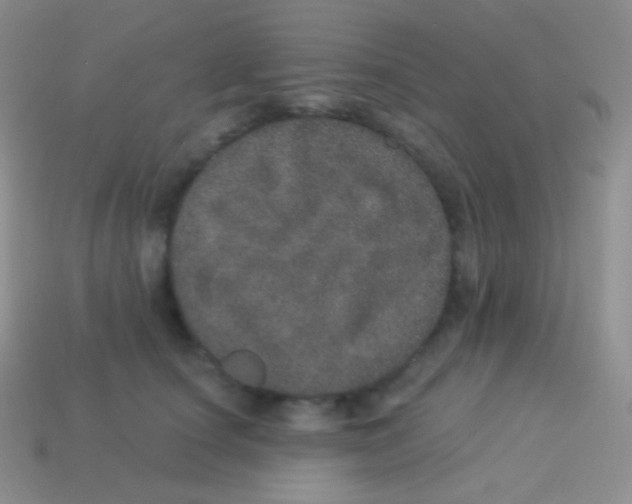 X0000113630660200910162017