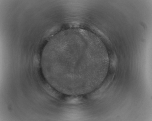 X0000113630661200910162017