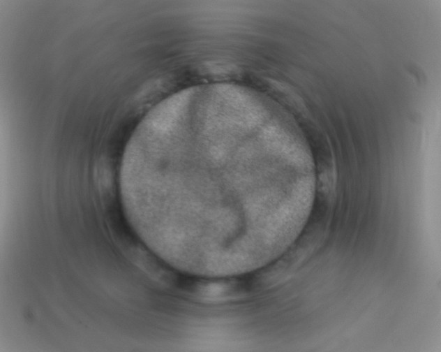 X0000113630662200910162017