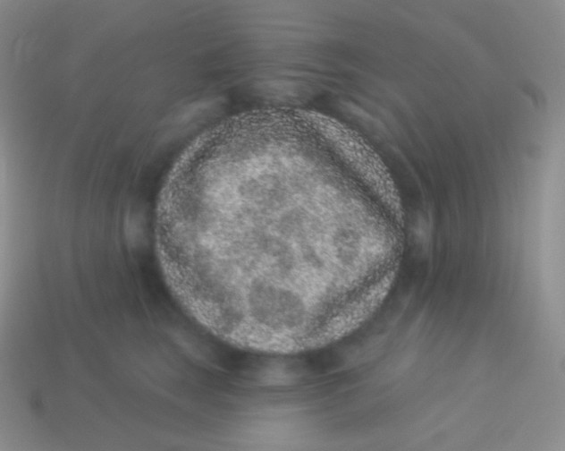 X0000113630663200910162017