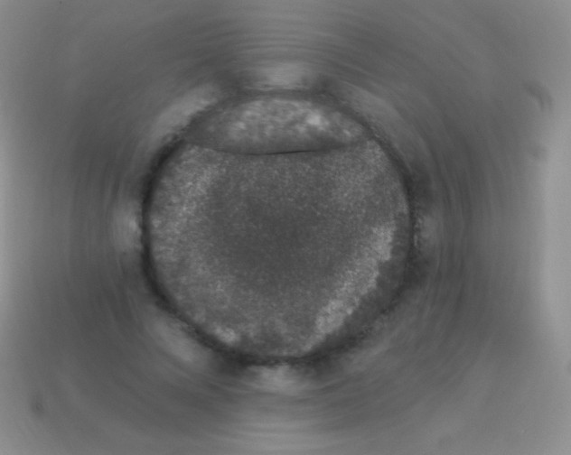 X0000113630688200910162016