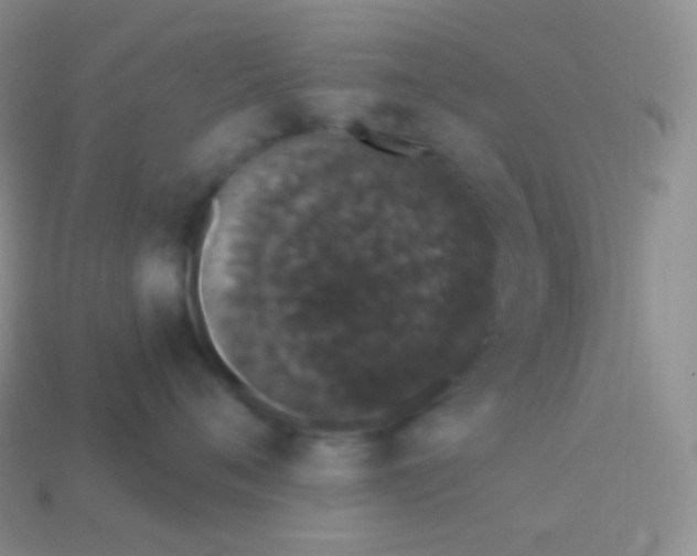 X0000113630720200910162016