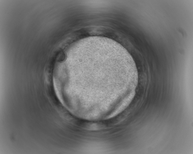 X0000113630755200910162016