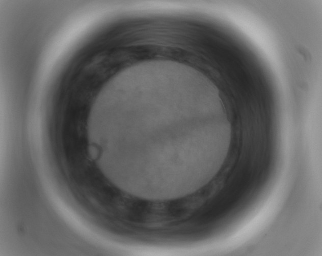 X0000113630766200910162016