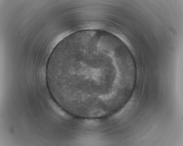 X0000113630850200910162014