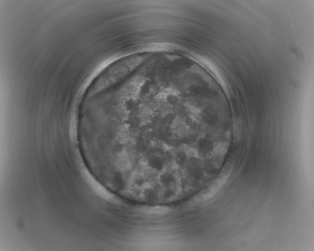 X0000113630851200910162014